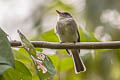 Tumbes Pewee Contopus punensis