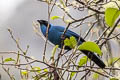 Turquoise Jay Cyanolyca turcosa