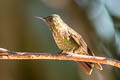 Tyrian Metaltail Metallura tyrianthina tyrianthina