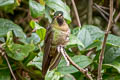 Tyrian Metaltail Metallura tyrianthina tyrianthina