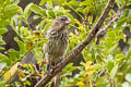 Vegetarian Finch Platyspiza crassirostris