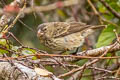 Vegetarian Finch Platyspiza crassirostris