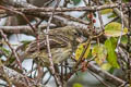 Vegetarian Finch Platyspiza crassirostris