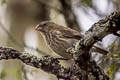 Vegetarian Finch Platyspiza crassirostris