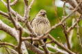 Vegetarian Finch Platyspiza crassirostris