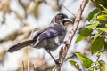 Violaceous Jay Cyanocorax violaceus violaceus