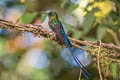 Violet-tailed Sylph Aglaiocercus coelestis