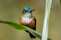 Violet-tailed Sylph Aglaiocercus coelestis