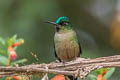 Violet-tailed Sylph Aglaiocercus coelestis