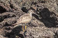 Wandering Tattler Tringa incana