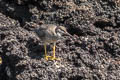 Wandering Tattler Tringa incana