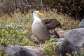 Waved Albatross Phoebastria irrorata (Galapagos Albatross)