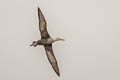 Waved Albatross Phoebastria irrorata (Galapagos Albatross)