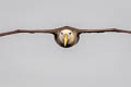 Waved Albatross Phoebastria irrorata (Galapagos Albatross)