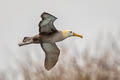 Waved Albatross Phoebastria irrorata (Galapagos Albatross)