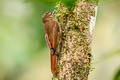 Wedge-billed Woodcreeper Glyphorynchus spirurus subrufescens