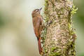 Wedge-billed Woodcreeper Glyphorynchus spirurus subrufescens