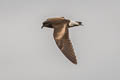 Wedge-rumped Storm Petrel Hydrobates tethys tethys (Galapagos Storm Petrel)