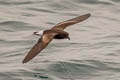 Wedge-rumped Storm Petrel Hydrobates tethys tethys (Galapagos Storm Petrel)