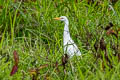 Western Cattle Egret Bubulcus ibis