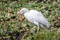 Western Cattle Egret Bubulcus ibis