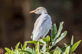 Western Cattle Egret Bubulcus ibis