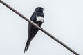 White-banded Swallow Atticora fasciata