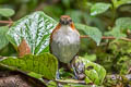 White-bellied Antpitta Grallaria hypoleuca castanea