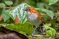 White-bellied Antpitta Grallaria hypoleuca castanea