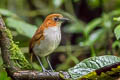 White-bellied Antpitta Grallaria hypoleuca castanea