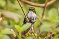 White-booted Racket-tail Ocreatus underwoodii melanantherus