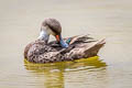 White-cheeked Pintail Anas bahamensis galapagensis