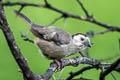 White-headed Brushfinch Atlapetes albiceps