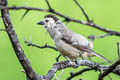 White-headed Brushfinch Atlapetes albiceps