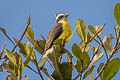 White-ringed Flycatcher Conopias albovittatus albovittatus