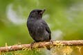 White-sided Flowerpiercer Diglossa albilatera