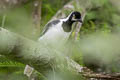 White-tailed Jay Cyanocorax mystacalis