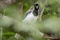 White-tailed Jay Cyanocorax mystacalis