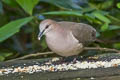 White-tipped Dove Leptotila verreauxi decolor