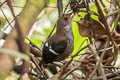 Wing-banded Wren Microcerculus bambla albigularis