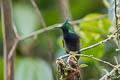 Wire-crested Thorntail Discosura popelairii