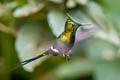 Wire-crested Thorntail Discosura popelairii