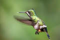 Wire-crested Thorntail Discosura popelairii