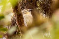 Woodpecker Finch Camarhynchus pallidus productus