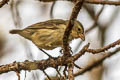 Woodpecker Finch Camarhynchus pallidus pallidus