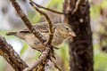 Woodpecker Finch Camarhynchus pallidus pallidus