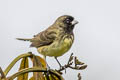 Yellow-bellied Seedeater olivacea