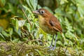 Yellow-breasted Antpitta Grallaria flavotincta