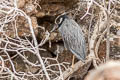 Yellow-crowned Night Heron Nyctanassa violacea pauper