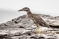 Yellow-crowned Night Heron Nyctanassa violacea pauper